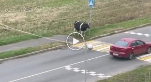Video with a cow from Zhlobin conquered social networks