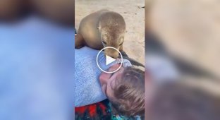 Hello, human: a sociable seal attacked a guy with hugs