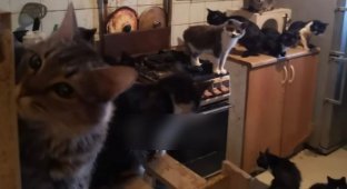 Сильная и независимая: В Обнинске женщина завела в однокомнатной квартире сотню кошек (6 фото + 4 видео)