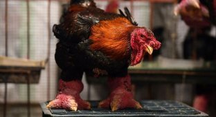 Dong Tao: monster chickens with monster legs (7 photos)