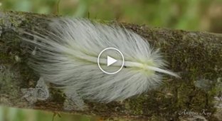 Feather caterpillar