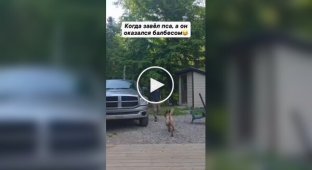 Когда завел пса, а он оказался балбесом