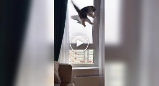 Реакция кота на пернатого у кормушки для птиц