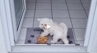 The dog wipes its paws after a walk