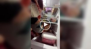 A cat does not want to leave the refrigerator