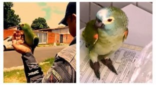 В Бразилии задержан "нарко-попугай", обученный стоять на стрёме (5 фото + 1 видео)