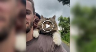 Хоть на край света: кот, с которым легко путешествовать