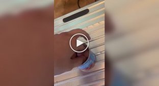 A man made his pet a little happier