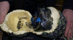 Контрабандисты пытались перевезти 200 кг кокаина внутри пустых ананасах (3 фото + видео)