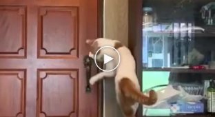 Смышленый и целеустремленный кот открывает дверь