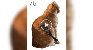 Забавная игра, в которой нужно вычесывать кота