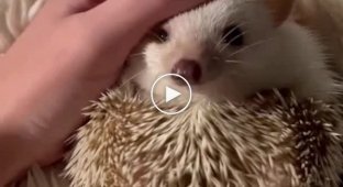 Hedgehogs have only two moods