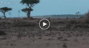Young lion stood up for sisters who attacked hyena cub in Kenya - video