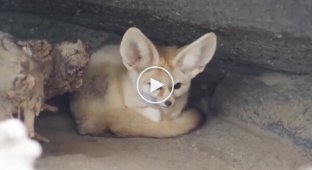 Fennec fox uses its tail as a pillow