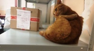 В отделениях «Почты России» начался кошачий флешмоб. А всё из-за одного необычного работника из Омска (8 фото)