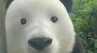 What a panda will look like without black circles around its eyes (2 photos)