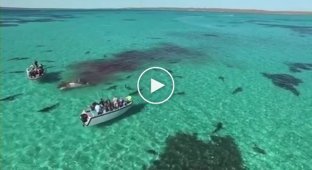70 акул напали на кита (жесть)