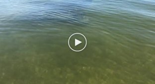 Несподівана зустріч у воді біля самого берега