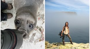 Любопытный и очень фотогеничный тюлень попал в объектив фотокамеры (5 фото + 1 видео)