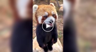 Did you know that the red panda has no pads on its paws