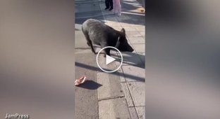 Wild wild boars ran into a shopping mall in Spain