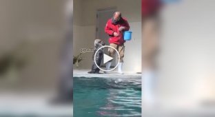 Otter asks for fish