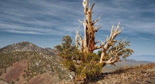 Древнейшее дерево Земли (6 фотографий)