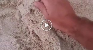 The cat that likes to be buried in the sand