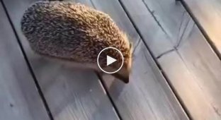 There are very brave hedgehogs that can bite for stupid talk (quieter sound)