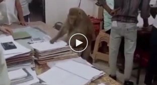 In India, a monkey joined the working team of a government agency