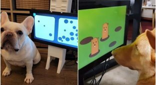 Стартап изобрёл для собак игровую консоль (4 фото + 1 видео)