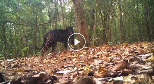 Лесная камера сняла тигра с необычным окрасом