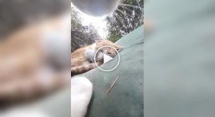 Кот-сердцеед: хозяин прикрепил камеру и раскрыл тайную жизнь питомца