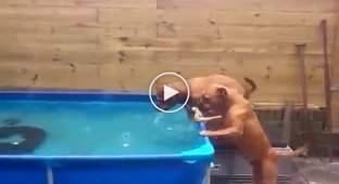 Як собаки з басейну свою улюблену іграшку діставали