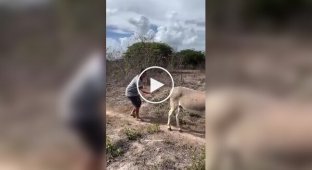 Странные видео (короткие видео). Выпуск 42