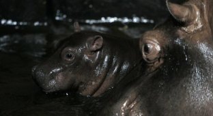 Новорожденный гиппопотам в зоопарке Праги (8 фото)