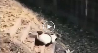 Панды - самые неуклюжие животные на свете