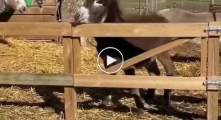 Graceful donkey escape