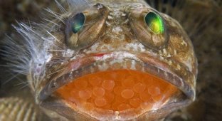 Why is the male more likely to take care of caviar in fish (5 photos)