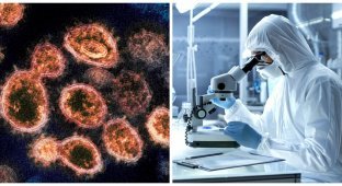 В США рассказали о доказательствах лабораторного происхождения коронавируса (4 фото)