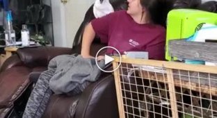 Девушка попыталась перекричать своего визгливого попугая