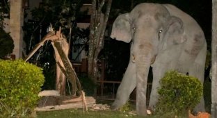 Furious rage: elephants take revenge on people (5 photos)