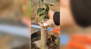 Як роблять щеплення деревам