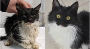 20+ фото кошек до и после спасения, которые греют душу (30 фото)