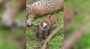 Leopard cub hunts for mom's tail