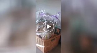 A cat climbed into a gift basket