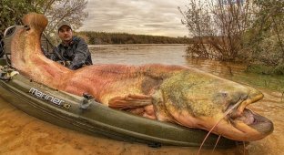 Населяющие водоемы сомы-людоеды (9 фото)