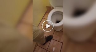In Australia, a carpet python climbed into a toilet in a park