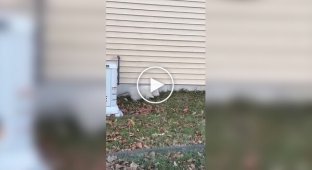 В США засняли жирненького опоссума-альбиноса