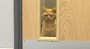 Кот Сол - самый суровый кот интернета (5 фото)